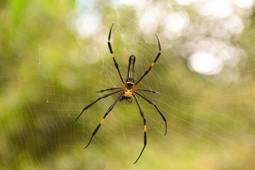 Golden Orb Weaver