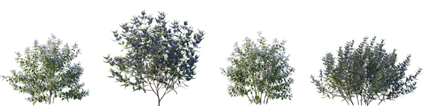 Set of Ceanothus x delileanus "Gloire de Versailles" and Caryopteris x clandonensis frontal flowering shrub isolated png on a transparent background perfectly cutout
