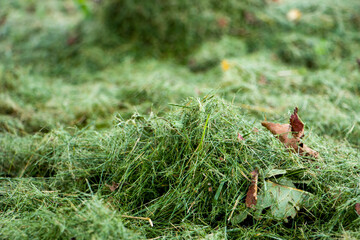 Mown grass. Mowing green mulch. Mown mulched lawn grass.