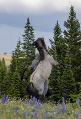 Wild Horse Stallions Fighting in Summer in the Pryor Mountains Montana