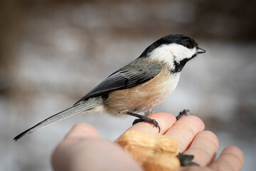 Chickadee eating out of hand bird photo
