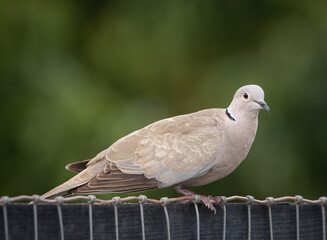Dove Bird Photo
