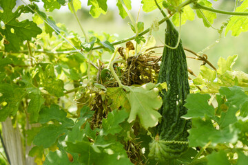 Bitter gourd or Green Bitter gourd hanging from a tree on a vegetable farm, ripe bitter gourd hanging from its vine within a greenhouse environment, Vegetable farm. Agriculture. Bitter gourd plant