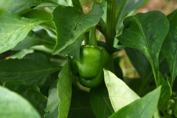 Green Bell peppers or capsicum on plant, bell peppers in the vegetable garden. Closeup of green bell pepper or capsicum growth in field plant agriculture farm. growing bell pepper in a farmer's field
