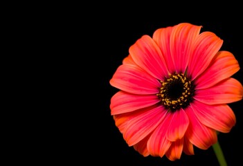 Red gerbera daisy flower close up wallpaper