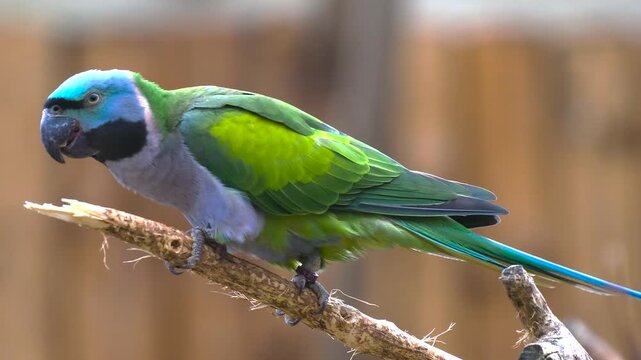 derbyan parakeet trims a branch against a blurred background