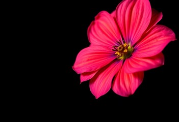 Pink flower close up on black background