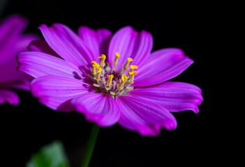 Pink flower close up on black background
