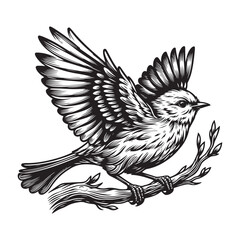 Bird vector art silhouette with pure white background