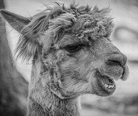 A lama with wild hair style © Xiao
