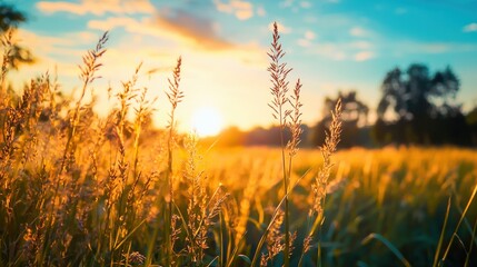 Fototapeta premium Close-up of rising grain against the backdrop of the sun, highlighting the golden hues and texture. Ideal for exclusive stock photography
