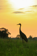 The sarus crane is a large nonmigratory crane and a rare  bird that lives in wetlands and organic rice fields in Buriram Province, Thailand © Somsak