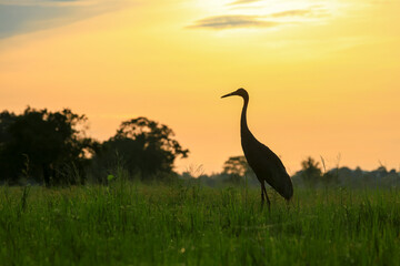 The sarus crane is a large nonmigratory crane and a rare  bird that lives in wetlands and organic rice fields in Buriram Province, Thailand