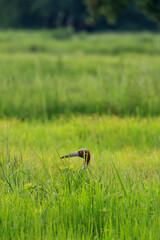 The sarus crane is a large nonmigratory crane and a rare  bird that lives in wetlands and organic rice fields in Buriram Province, Thailand