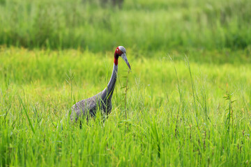 The sarus crane is a large nonmigratory crane and a rare  bird that lives in wetlands and organic rice fields in Buriram Province, Thailand