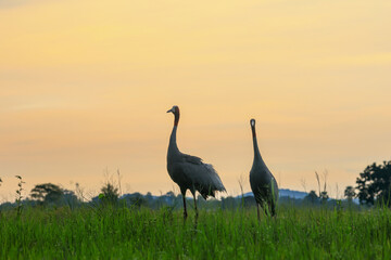 Fototapeta premium The sarus crane is a large nonmigratory crane and a rare bird that lives in wetlands and organic rice fields in Buriram Province, Thailand