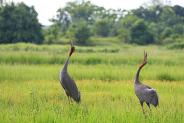 The sarus crane is a large nonmigratory crane and a rare  bird that lives in wetlands and organic rice fields in Buriram Province, Thailand