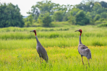 Fototapeta premium The sarus crane is a large nonmigratory crane and a rare bird that lives in wetlands and organic rice fields in Buriram Province, Thailand