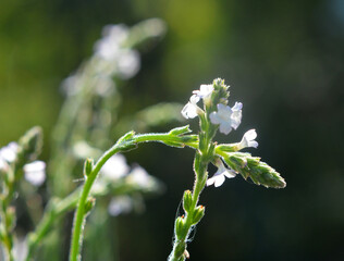 The medicinal plant Verbena officinalis grows in nature