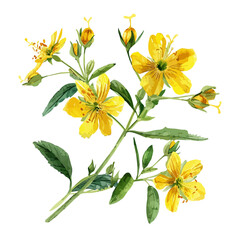 Watercolor vector of Perforate St John's-wort, isolated on a white background, and Perforate St John's-wort vector