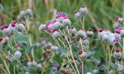 In the wildlife grows burdock (Arctium)