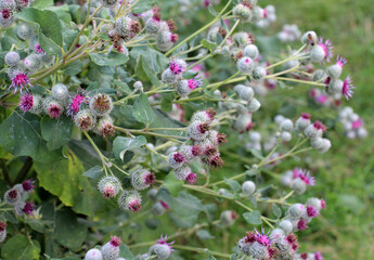 In the wildlife grows burdock (Arctium)