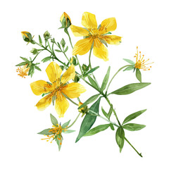 Watercolor vector of Perforate St John's-wort, isolated on a white background, and Perforate St John's-wort vector