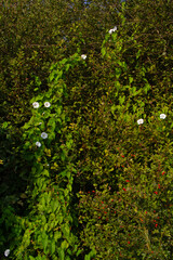 Hedge bindweed with some beautiful white flowers climbing in bushes with Dog rose