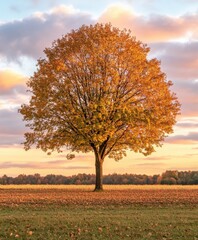 Solitary tree adorned in autumn colors at sunset in open field