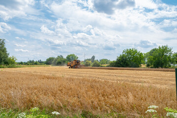 Fototapeta premium Tractor harvesting grain in a field. Men working