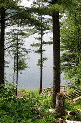 forest, tree, trees, nature, woods, landscape, green, wood, pine, summer, park, environment, season, sky, spring, autumn, outdoors, sunlight, grass, tall, scene, sun, path, plant, woodland, walway, ri