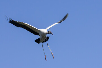 Wood stork in nature