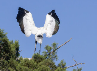 Wood stork in nature