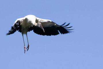 Wood stork in nature