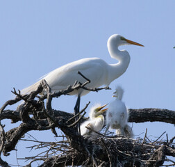 White Heron in a tree