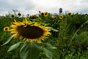 Sunflower and water tower
