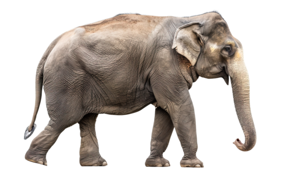 Asian elephant on white background