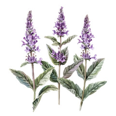 Watercolor painting of stachys lavandulifolia (lavender), isolated on a white background, and stachys lavandulifolia (lavender) vector