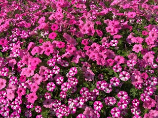 Petunias beautiful pink flowers in flowerbed.