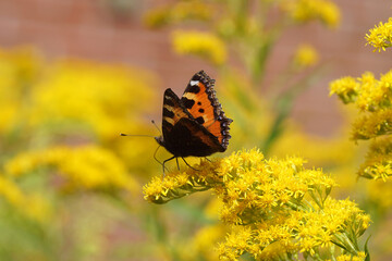 Small tortoiseshell (Aglais urticae), family Nymphalidae on flowers of Canadian goldenrod (Solidago Canadensis. Netherlands, August