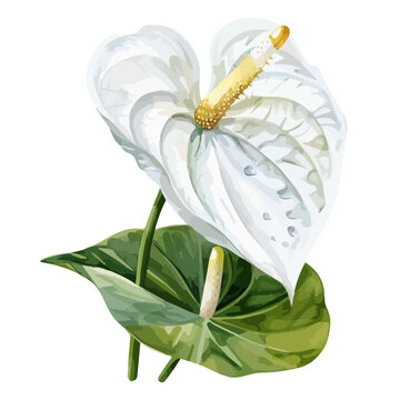 white anthurium flowers watercolor style clip art preview