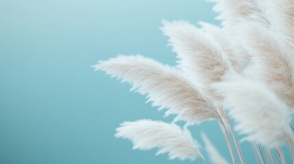 Soft white pampas grass against a turquoise