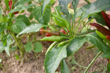 bunch of green chilies on plant, Chili pepper fruit on plant in organic garden agriculture farm, Chilies grow in farm, Green chili plants with leaves, fresh green pepper, green Chili Closeup