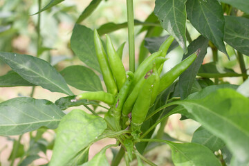 bunch of green chilies on plant, Chili pepper fruit on plant in organic garden agriculture farm, Chilies grow in farm, Green chili plants with leaves, fresh green pepper, green Chili Closeup