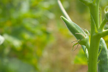 Lady finger or Okra on a plant, Fresh okra plant, Okra closeup on the tree, Lady Fingers or Okra vegetable on plant in farm organic vegetables, Close up of Lady finger, Chakwal, Punjab, Pakistan