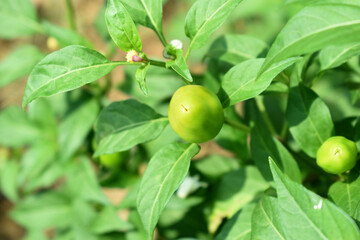 fresh green chili on plant closeup, chili plants in organic farming, Chilies closeup in field, Green chili plant in a farmer's field, Ripe green chili on a plant in Chakwal, Punjab, Pakistan