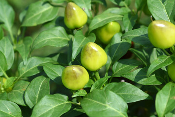 fresh green chili on plant closeup, chili plants in organic farming, Chilies closeup in field, Green chili plant in a farmer's field, Ripe green chili on a plant in Chakwal, Punjab, Pakistan
