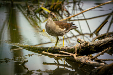 Common Moorhen - Gallinula chloropus