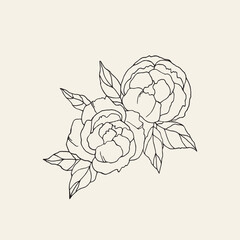 Fototapeta premium Hand drawn peony flower illustration