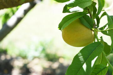 Fresh young unripe Peach fruits on a tree branch with leaves closeup, A bunch of unripe Peaches on a branch, beautiful delicious fruit peaches on the tree, peach fruits grow on a peach tree branch